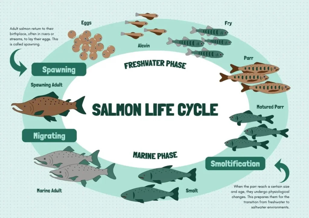 Life Cycle of a Salmon
