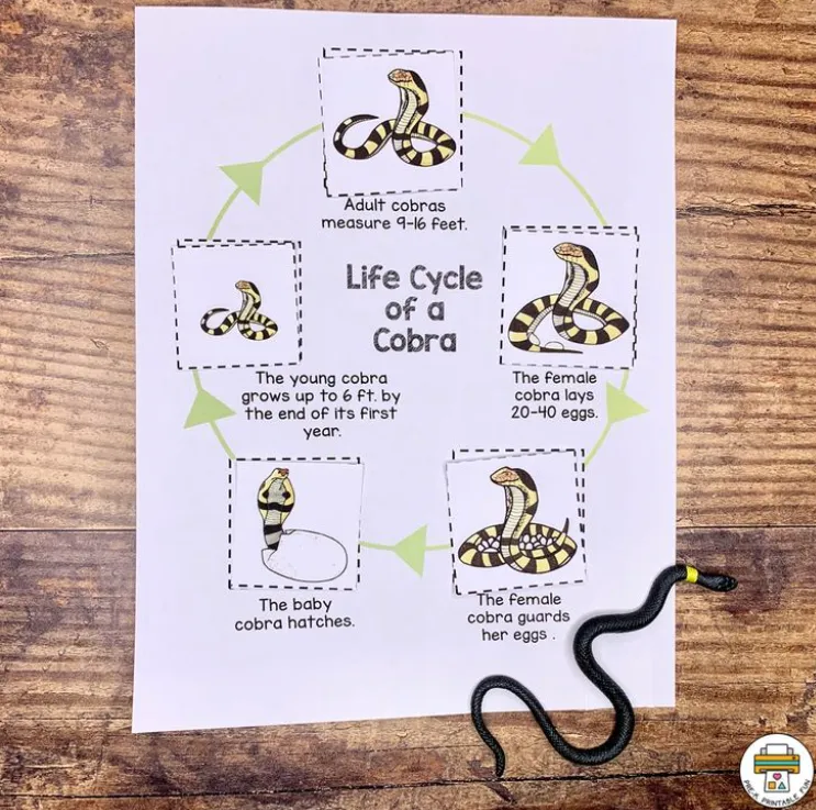 Life Cycle of a Snake