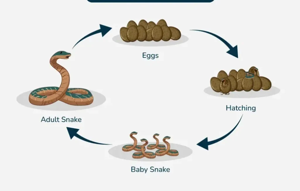 Life Cycle of a Snake