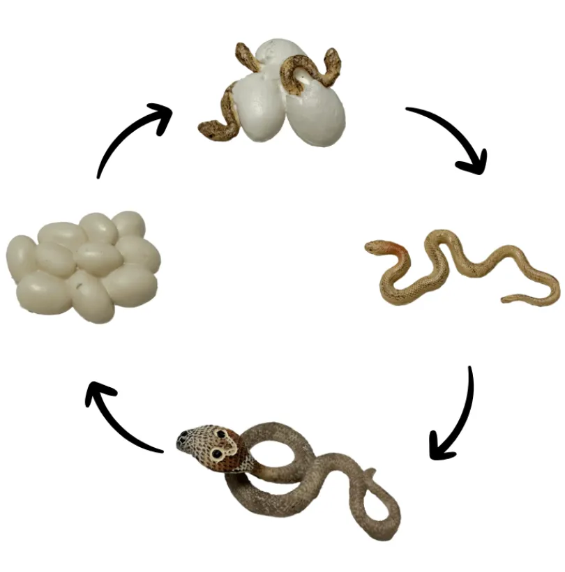 Life Cycle of a Snake
