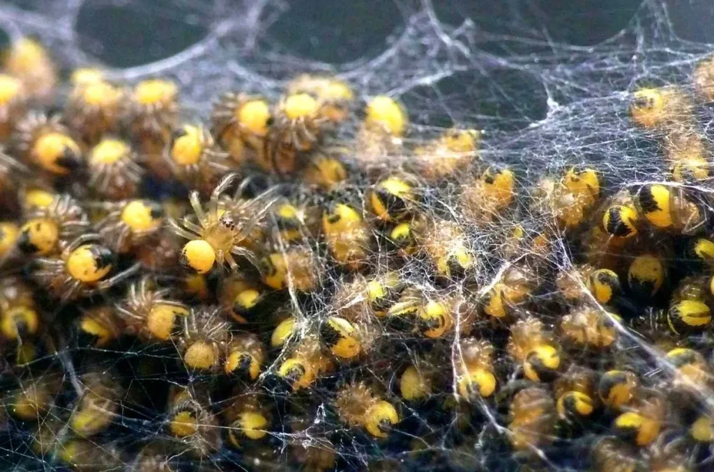 Life Cycle of a Spider