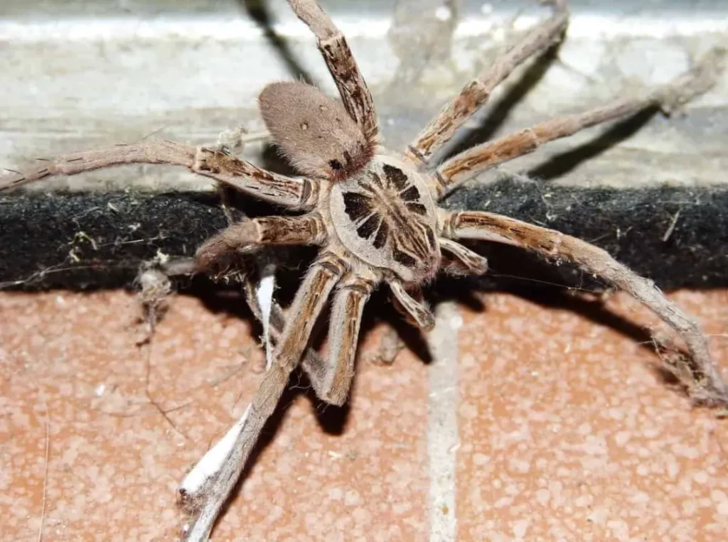 Life Cycle of a Spider