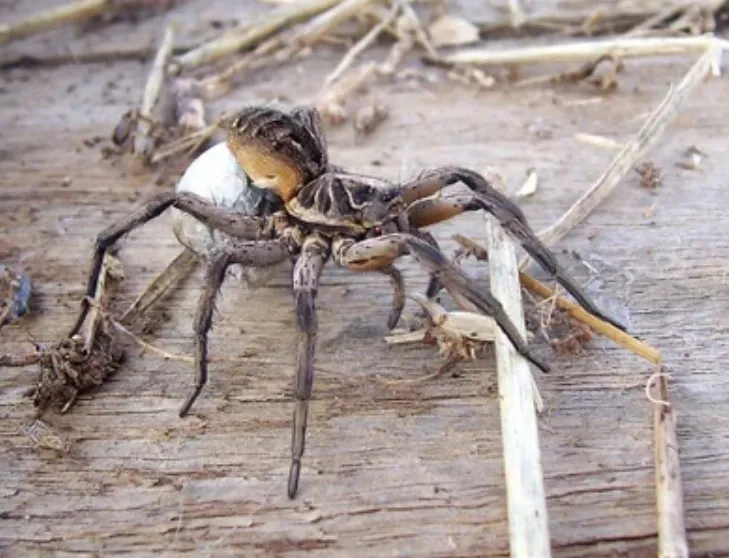 Life Cycle of a Spider