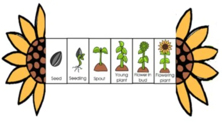 Life Cycle of a Sunflower