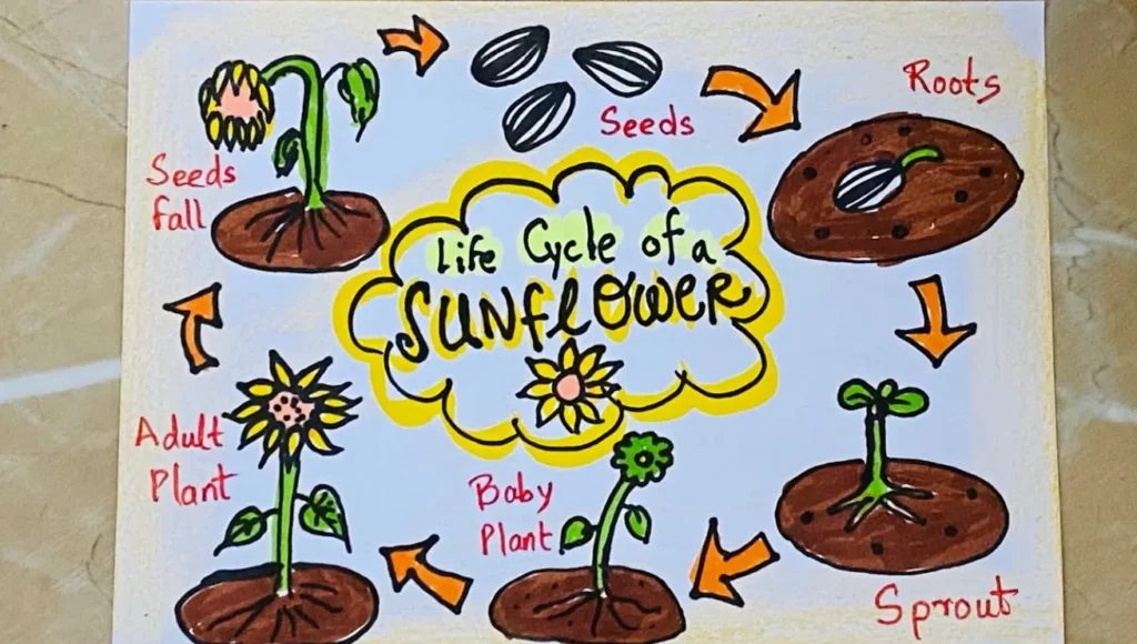 Life Cycle of a Sunflower