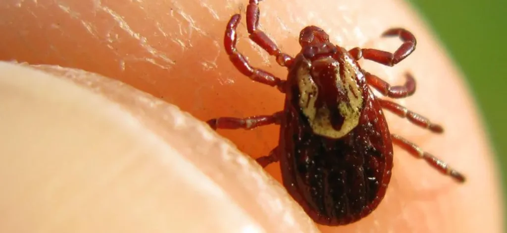 Ticks Life Cycle