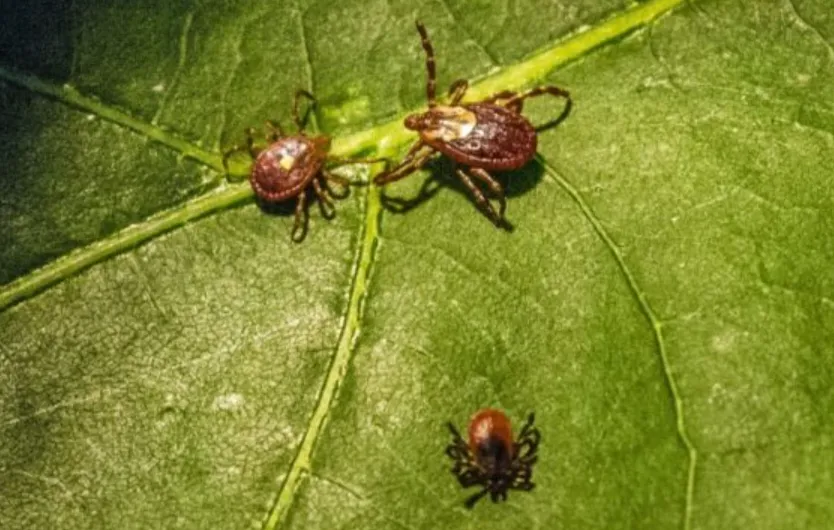 Ticks Life Cycle