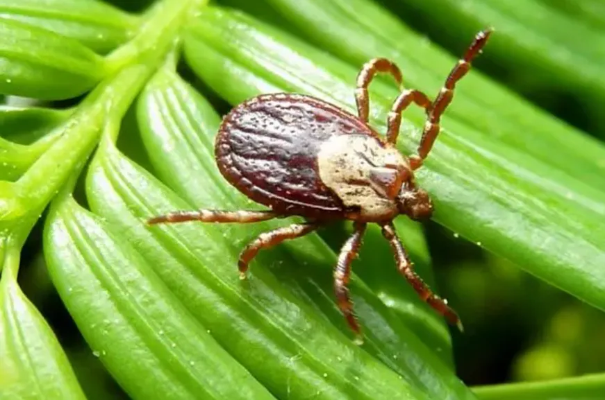Ticks Life Cycle