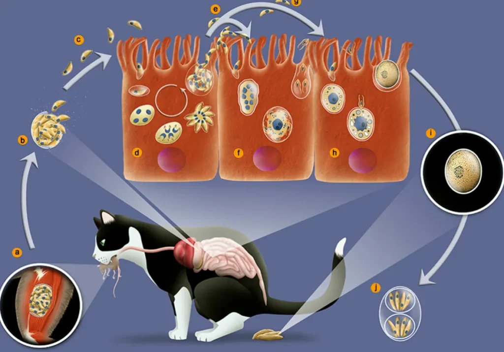 Toxoplasma Gondii Life Cycle