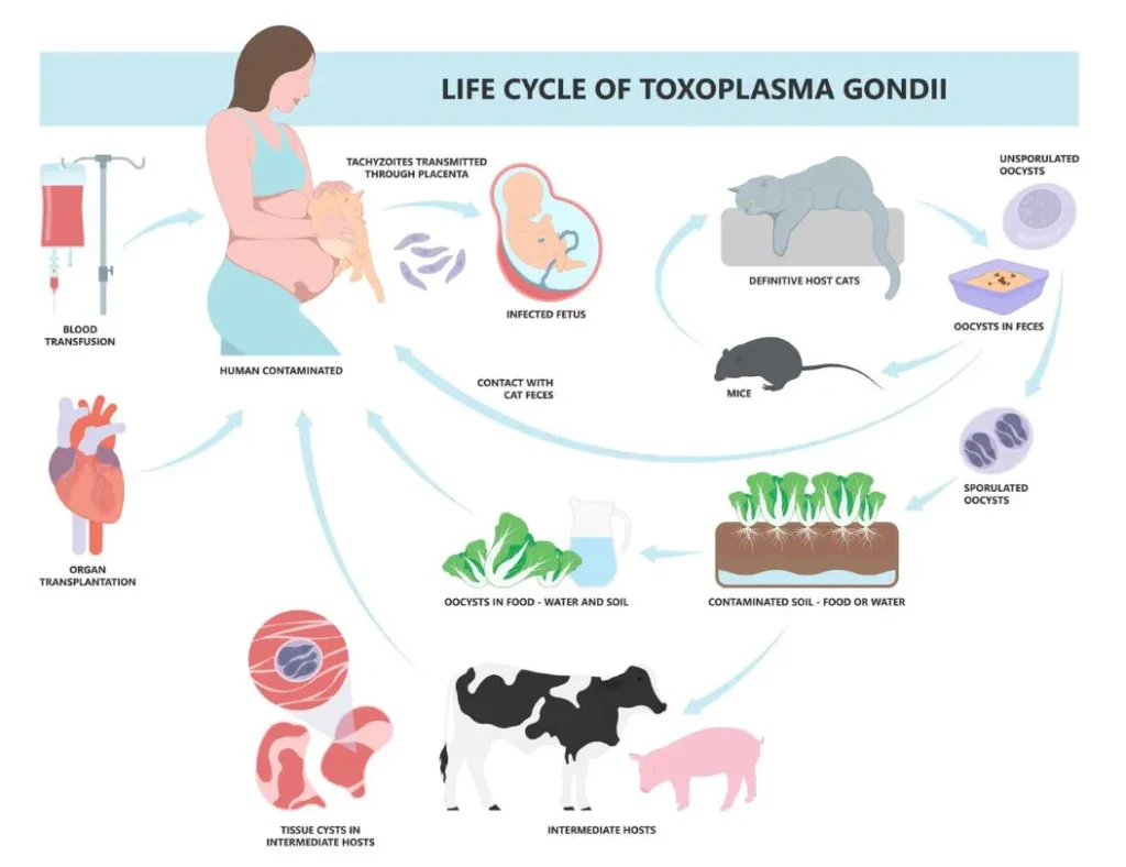 Toxoplasma Gondii Life Cycle