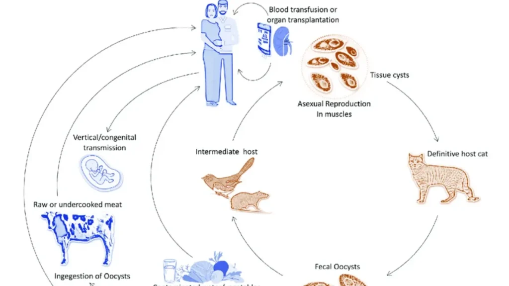Toxoplasma Gondii Life Cycle