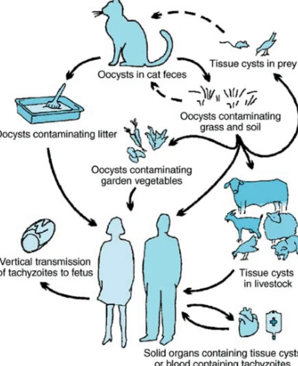 Toxoplasma Gondii Life Cycle