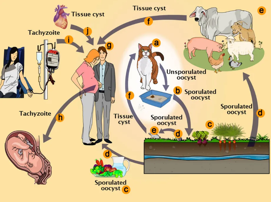 Toxoplasma Gondii Life Cycle