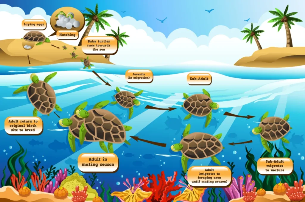 Turtle Cycle of Life