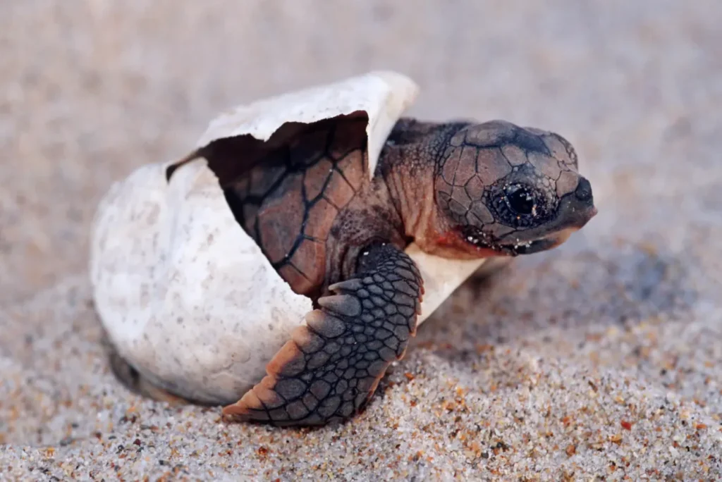 Turtle Cycle of Life