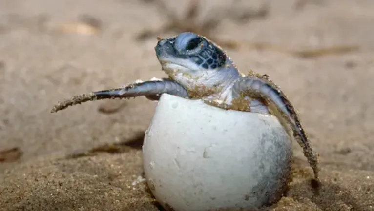 Turtle Cycle of Life