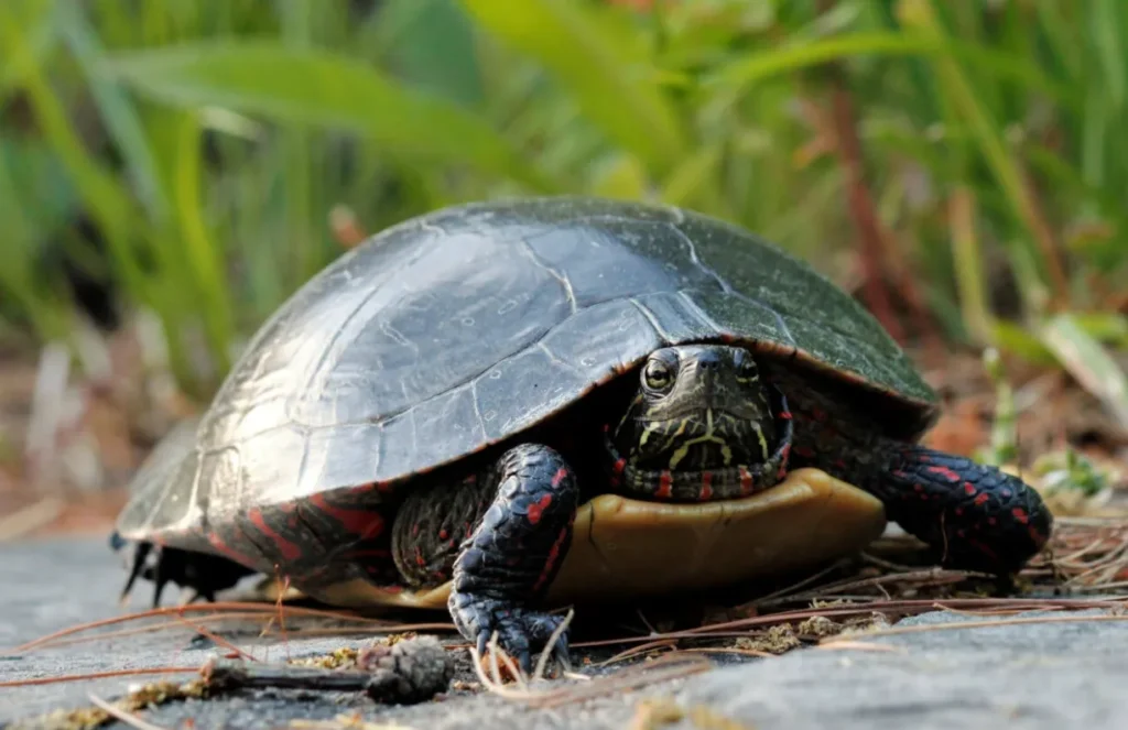 Turtle Cycle of Life