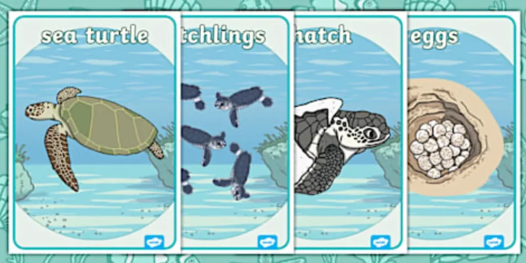Turtle Cycle of Life