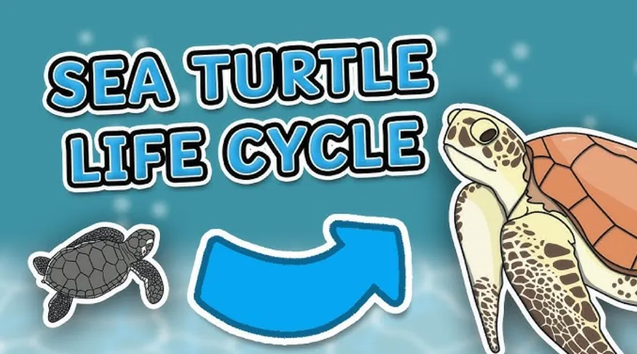 Turtle Cycle of Life