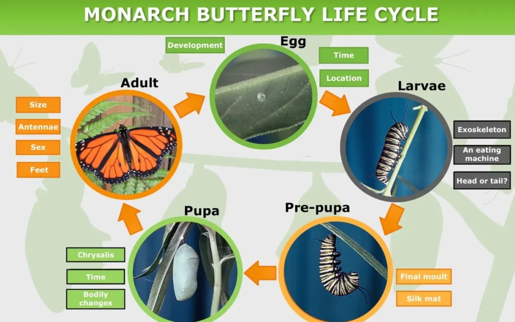 Life Cycle of Monarch Butterfly