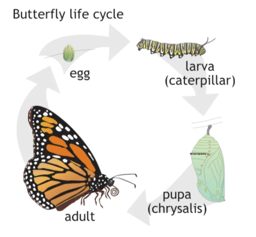 Life Cycle of Monarch Butterfly