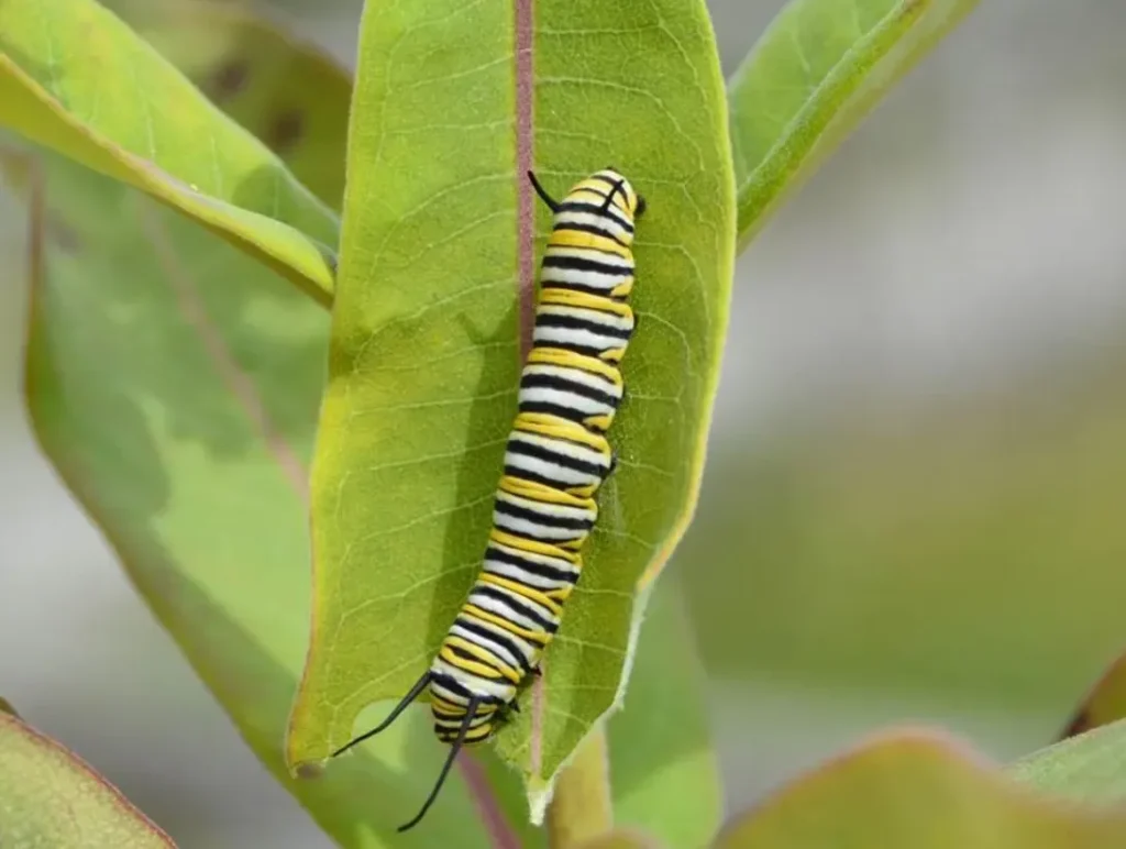 Life Cycle of Monarch Butterfly