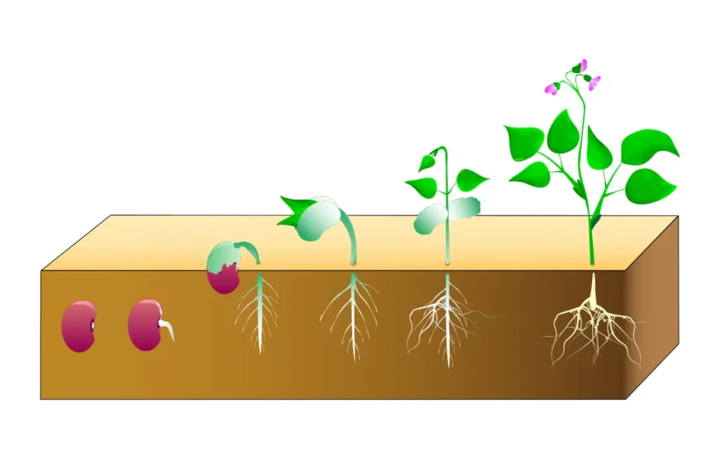 Life Cycles in Plants