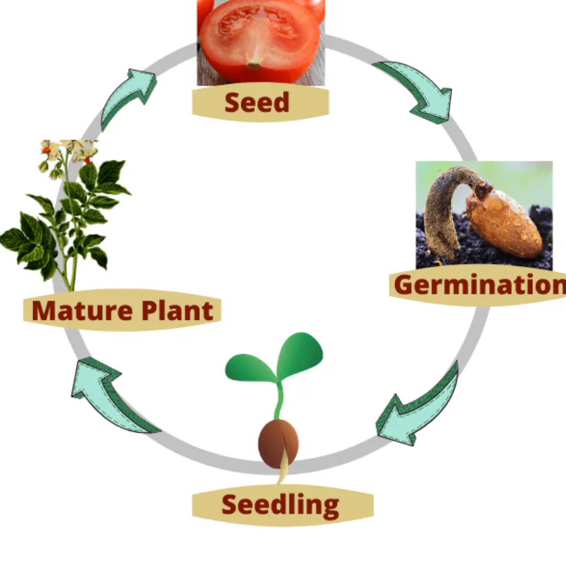 Life Cycles in Plants