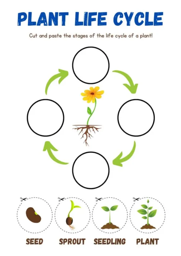 Life Cycles in Plants