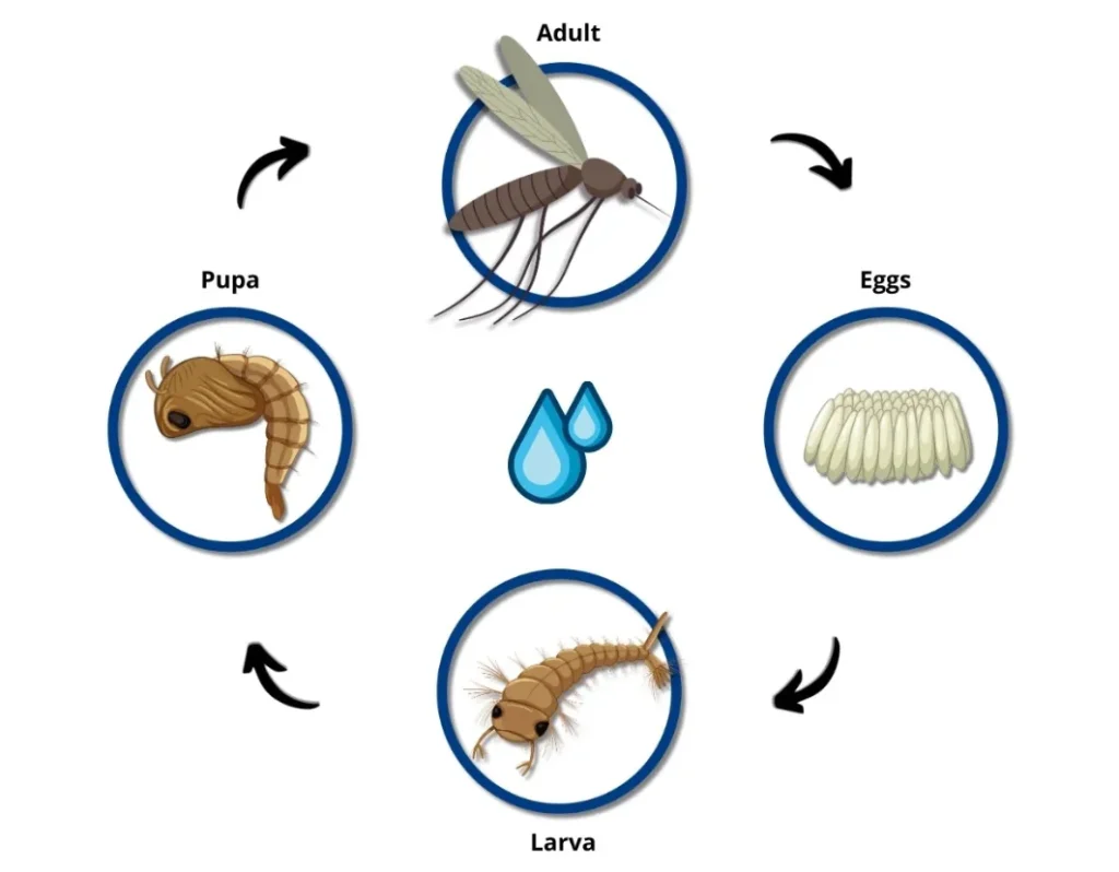 Life Mosquito Cycle