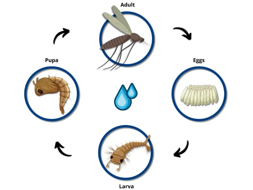 Life Mosquito Cycle