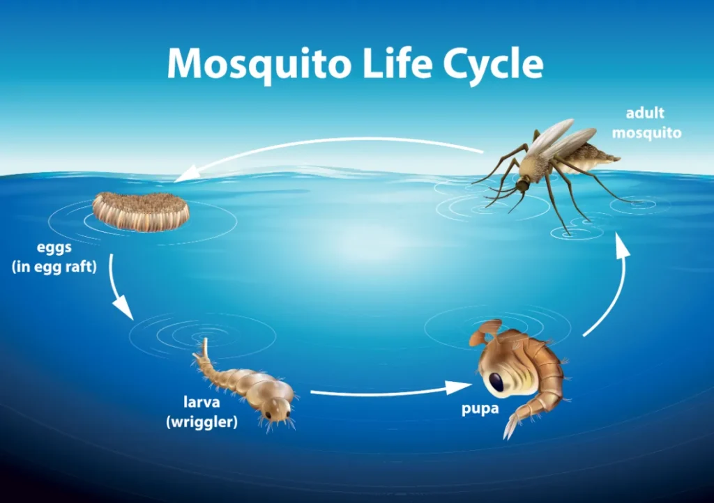 Life Mosquito Cycle