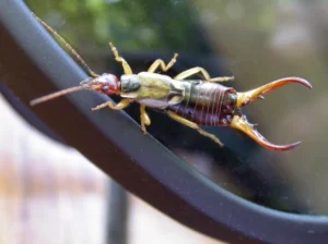 Life Cycle of Earwings Evolution, Survival, and Their Hidden Role in Nature