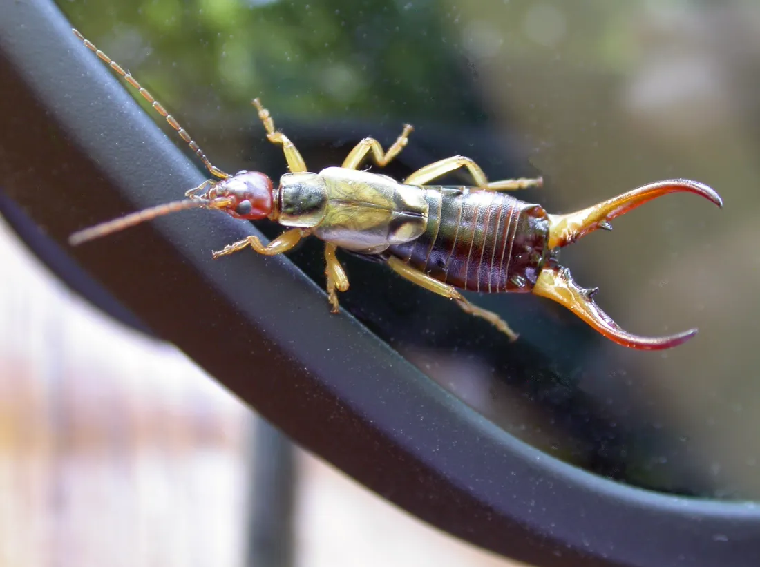 Life Cycle of Earwings Evolution, Survival, and Their Hidden Role in Nature