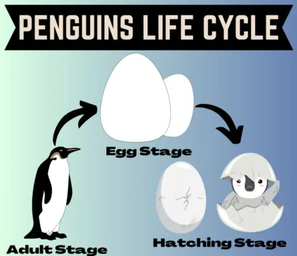 Life Cycle of Penguins From Egg to Survival in a Changing World (2026 Guide)