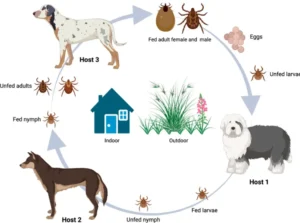 Life Cycle of Ticks Complete Guide to Their Survival, Evolution, and Role in Nature (2026 Update)