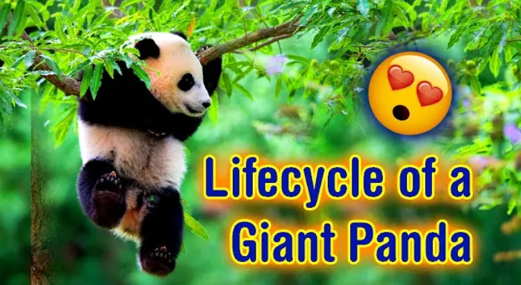 Life Cycle of the Panda A Complete Guide to Growth, Survival, and Conservation (2026)