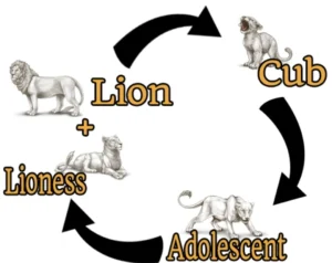 Lion Life Cycle Complete Guide to Growth, Survival, and Reproduction in the Wild