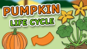 The Complete Life Cycle of a Pumpkin From Seed to Harvest (Easy Guide for Beginners)