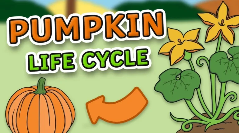 The Complete Life Cycle of a Pumpkin From Seed to Harvest (Easy Guide for Beginners)