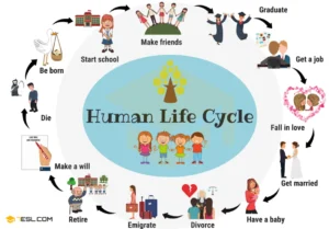 The Life Cycle of Human Life Evolution, Development, and Survival in Nature (Complete Guide 2026)