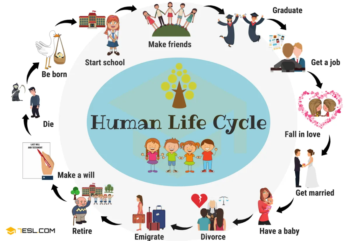 The Life Cycle of Human Life Evolution, Development, and Survival in Nature (Complete Guide 2026)