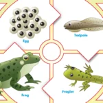 Complete Guide to the Tadpole Life Cycle From Tadpole to Frog and Its Environmental Impact