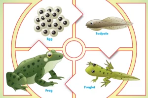 Complete Guide to the Tadpole Life Cycle From Tadpole to Frog and Its Environmental Impact