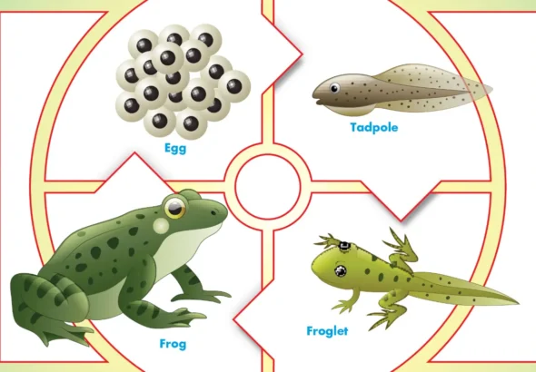 Complete Guide to the Tadpole Life Cycle From Tadpole to Frog and Its Environmental Impact