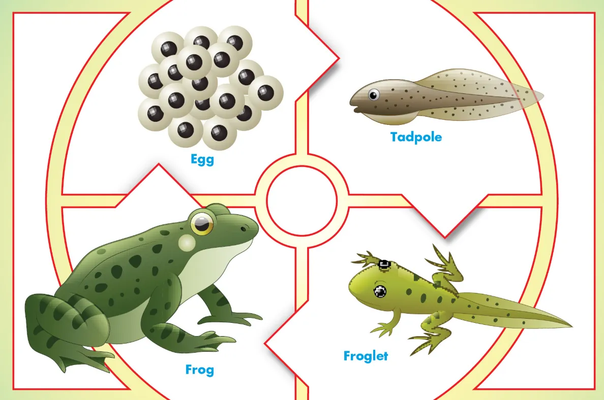 Complete Guide to the Tadpole Life Cycle From Tadpole to Frog and Its Environmental Impact