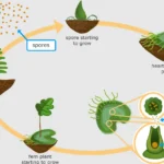 Life Cycle in Ferns Understanding the Natural Process and Growth Stages