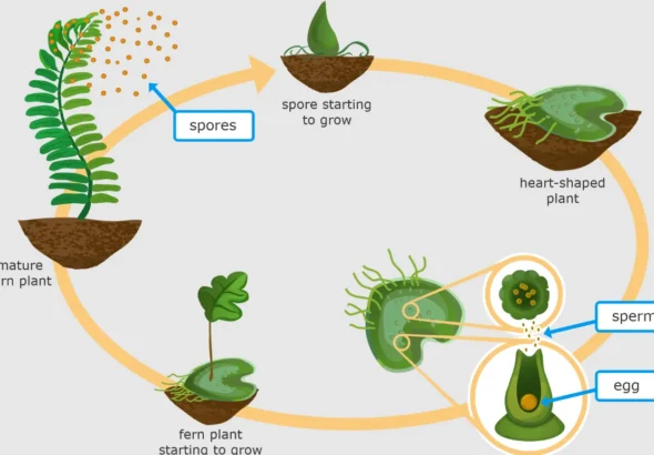 Life Cycle in Ferns Understanding the Natural Process and Growth Stages
