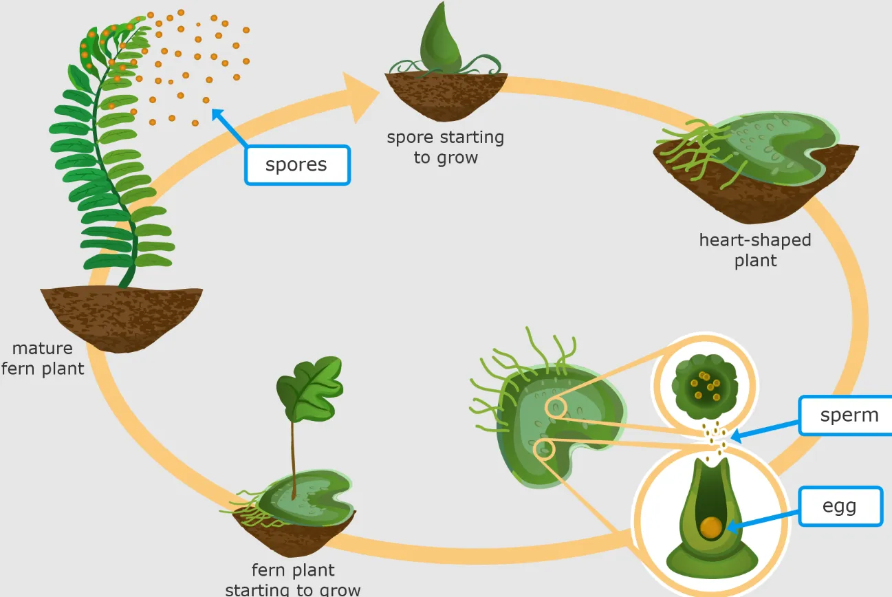 Life Cycle in Ferns Understanding the Natural Process and Growth Stages