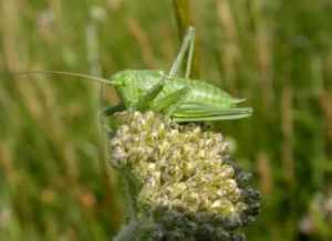 Life Cycle of Cricket Insect